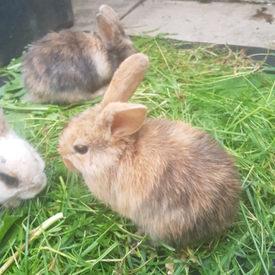 my babiie grey rabbits bouncer